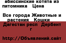 абиссинские котята из питомника › Цена ­ 15 000 - Все города Животные и растения » Кошки   . Дагестан респ.,Дербент г.